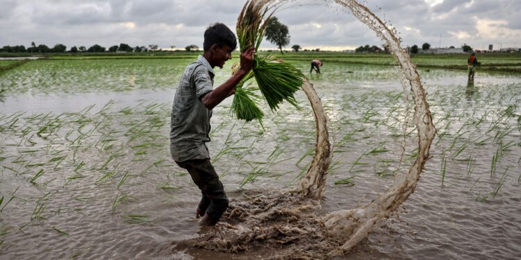 Global rice prices have hit a floor, but India's supply glut will smother any gains
