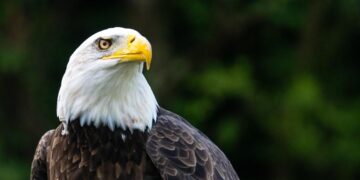Why you can’t keep the US economy and stock market down for very long