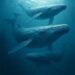 Ethereum Sees Extreme Whale Buying Despite Price Dip, Is It Time To Go All In On ETH?
