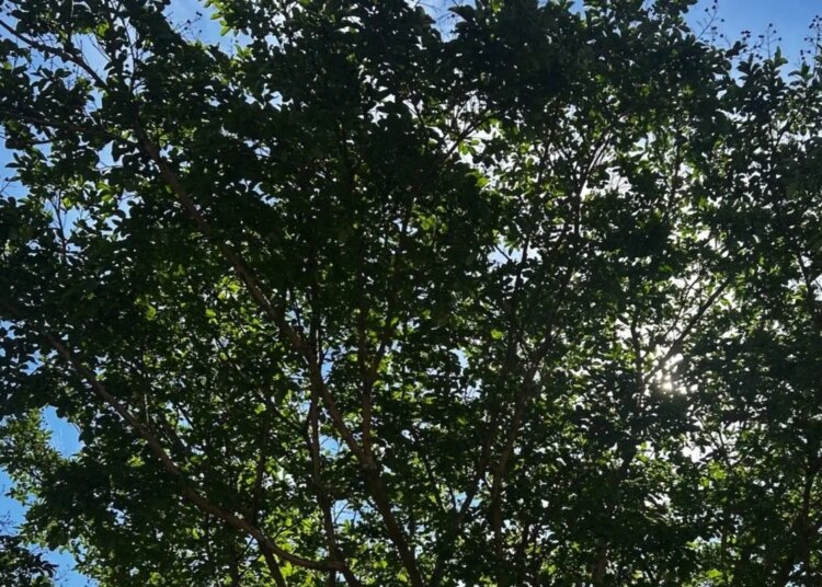 UVA-ReLeaf study finds preserving mature trees can outperform stock market