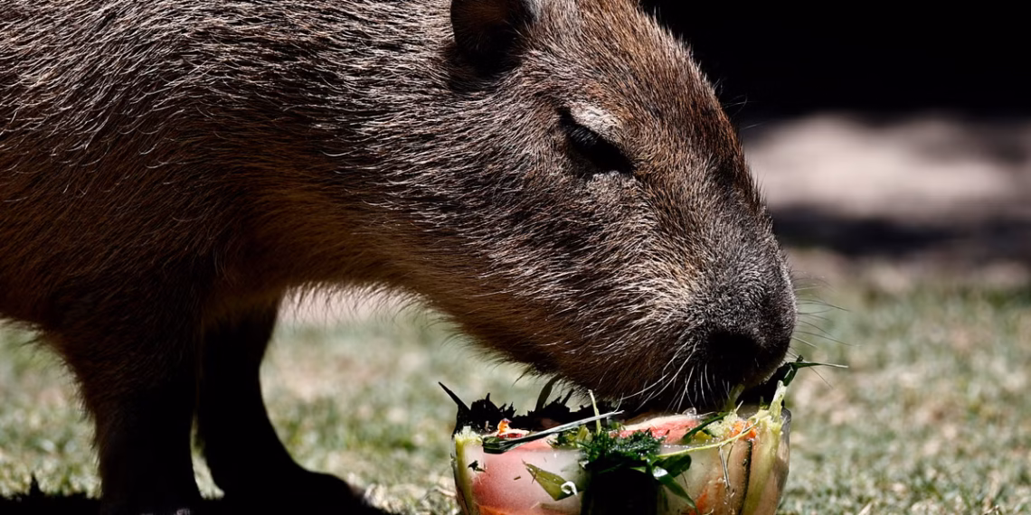 New capybara Ripple arrives at Marwell Zoo as Samba remains at large four months on