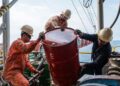 Global Oil Prices Revert to Pre-Crisis Levels After Iran-US Peace Deal