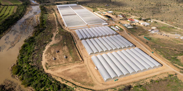 Amazon’s big Eastern Cape spekboom carbon credit deal