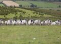 Commodity watch – Sheep Scab: Early action is key to protecting your flock