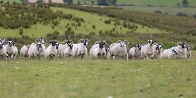 Commodity watch – Sheep Scab: Early action is key to protecting your flock