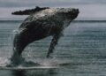 Bitcoin whales bought $16.7 billion of BTC in two weeks even as ETFs bled a record $4 billion