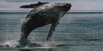 Bitcoin whales bought $16.7 billion of BTC in two weeks even as ETFs bled a record $4 billion