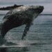 Bitcoin whales bought $16.7 billion of BTC in two weeks even as ETFs bled a record $4 billion