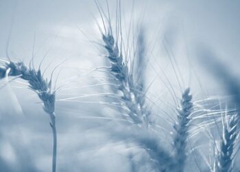 Can investors make hay from soft commodities?