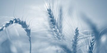 Can investors make hay from soft commodities?
