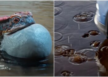 Full Water Interaction Toolkit For 3ds Max