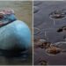 Full Water Interaction Toolkit For 3ds Max