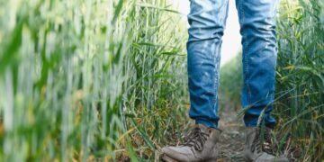The ripple effects of farming injuries
