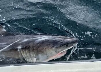 Great white shark logs more than 350 miles in 1 week