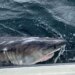 Great white shark logs more than 350 miles in 1 week