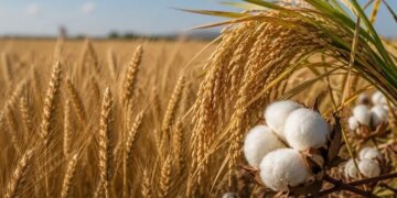 Wheat, rice and cotton prices rise as climate, geopolitical risks shape commodity markets