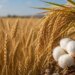 Wheat, rice and cotton prices rise as climate, geopolitical risks shape commodity markets