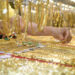 Gold prices drop – VnExpress International